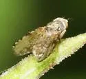 Campiglossa pallidipennis - photo 2