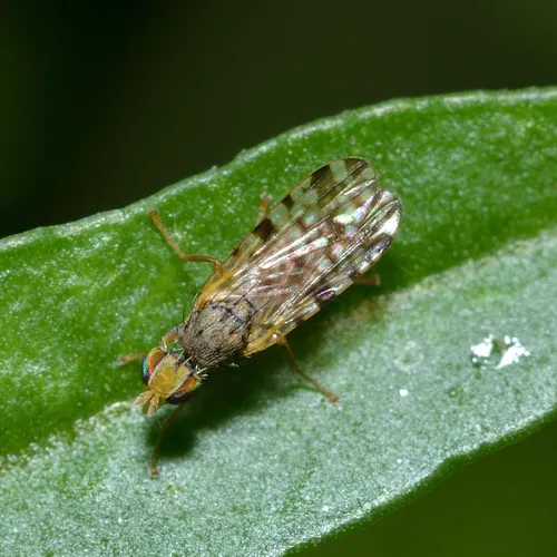 Campiglossa picciola