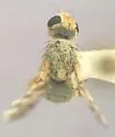 Campiglossa steyskali