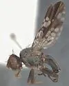 Campiglossa tenebrosa