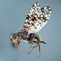 Campiglossa variabilis - photo 2