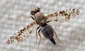 Campiglossa variabilis - photo 4