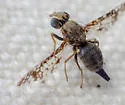 Campiglossa variabilis - photo 5