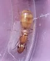 Camponotus absquatulator
