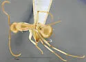 Camponotus absquatulator - photo 2