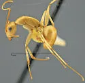 Camponotus absquatulator - photo 3