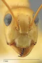 Camponotus absquatulator - photo 4