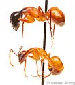 Camponotus acutirostris