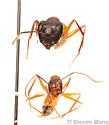 Camponotus acutirostris - photo 2