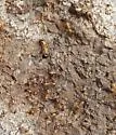 Camponotus acutirostris - photo 4