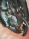 Camponotus acutirostris - photo 5
