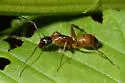 Camponotus americanus