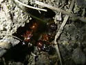 Camponotus americanus - photo 2