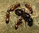 Camponotus americanus - photo 3