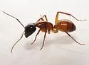 Camponotus americanus - photo 4
