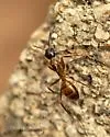 Camponotus americanus - photo 5