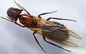 Tropical Carpenter Ant