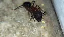 Tropical Carpenter Ant - photo 2