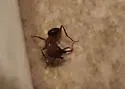 Tropical Carpenter Ant - photo 3