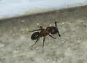 Tropical Carpenter Ant - photo 4