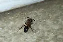 Tropical Carpenter Ant - photo 5
