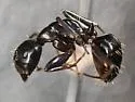 Camponotus caryae