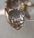 Camponotus caryae - photo 2