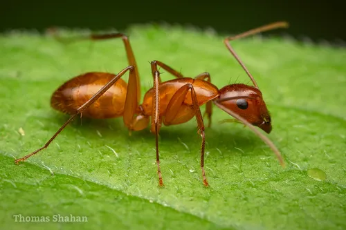 Chestnut Carpenter Ant