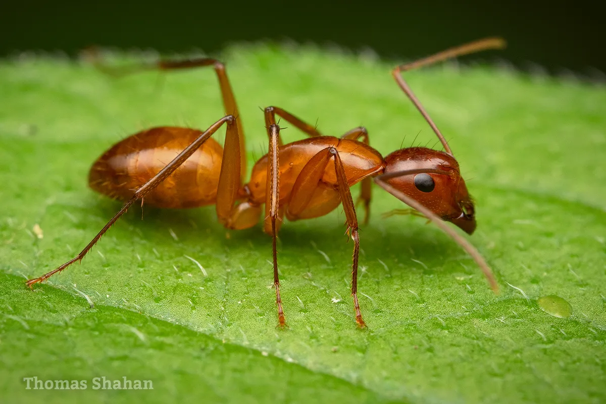 Chestnut Carpenter Ant - photo 2