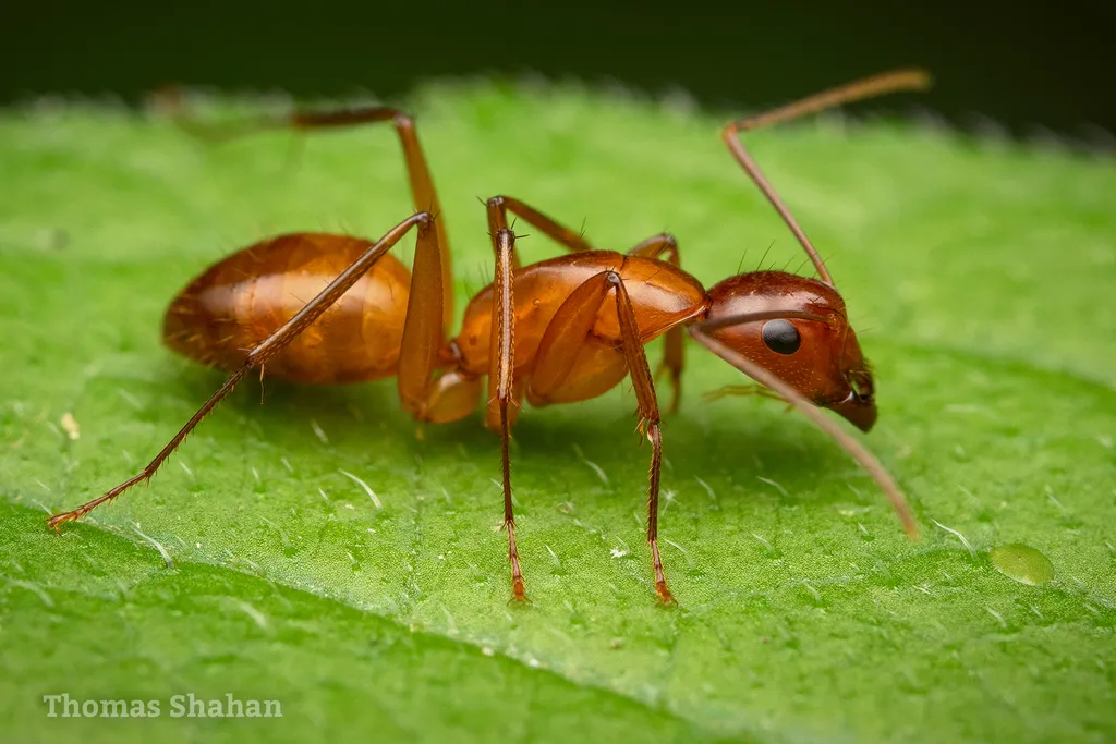 Chestnut Carpenter Ant - photo 3