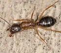 Camponotus clarithorax