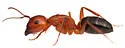 Camponotus decipiens