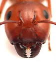 Camponotus decipiens - photo 2