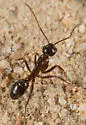 Camponotus dumetorum