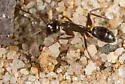 Camponotus dumetorum - photo 2