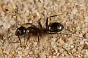 Camponotus dumetorum - photo 3