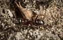 Camponotus dumetorum - photo 4