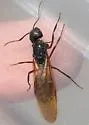 Camponotus dumetorum - photo 5