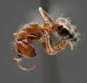 Camponotus essigi