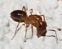 Camponotus festinatus - photo 2