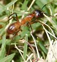 Camponotus festinatus - photo 3