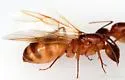 Camponotus festinatus - photo 4