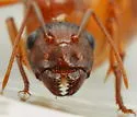 Camponotus festinatus - photo 5