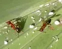 Florida Carpenter Ant - photo 2