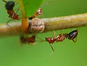 Florida Carpenter Ant - photo 3