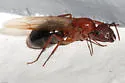 Florida Carpenter Ant - photo 4