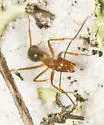 Florida Carpenter Ant - photo 5