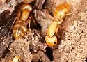 Camponotus fragilis - photo 2