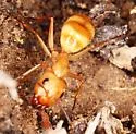 Camponotus fragilis - photo 3