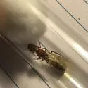 Camponotus fragilis - photo 4